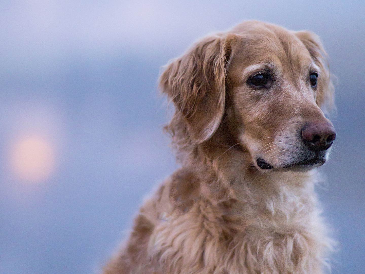 Dog in Fog